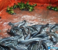 Seleksi Induk Lele Siap Pijah