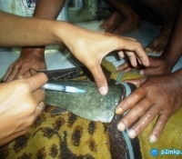 Menyuntik Induk Lele Betina