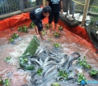 Proses Seleksi Induk