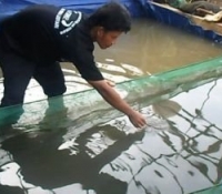 Penebaran Telur pada Hapa