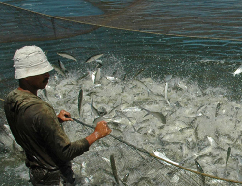 P2MKP KIS Tingkatkan SR Benih Bandeng